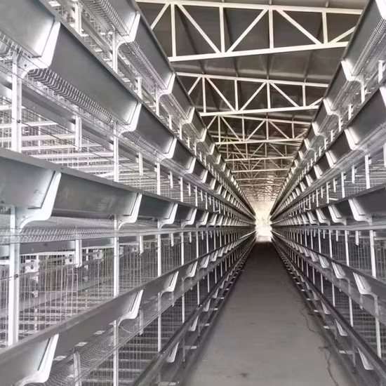 Automatic Poultry Chicken Layers Cages System